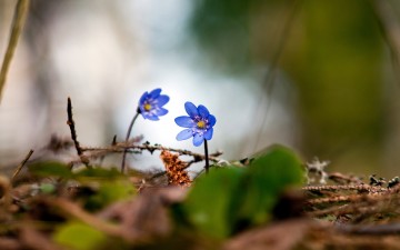 نقد و بررسی مستندات روایی دوگانگی خُلق و خوی حسنین (ع)